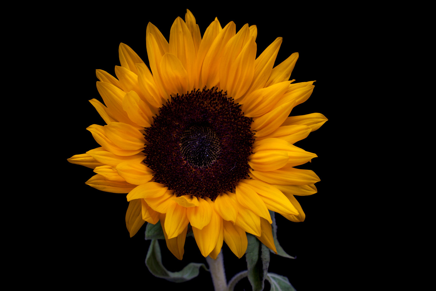 Sunflower - Study 1