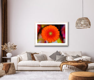 Orange Gerbera - Study 2