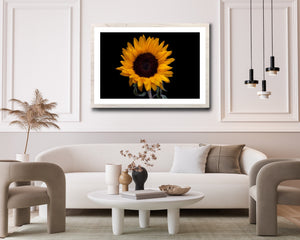 Sunflower - Study 1