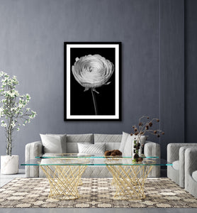 Persian Buttercup - Study 3