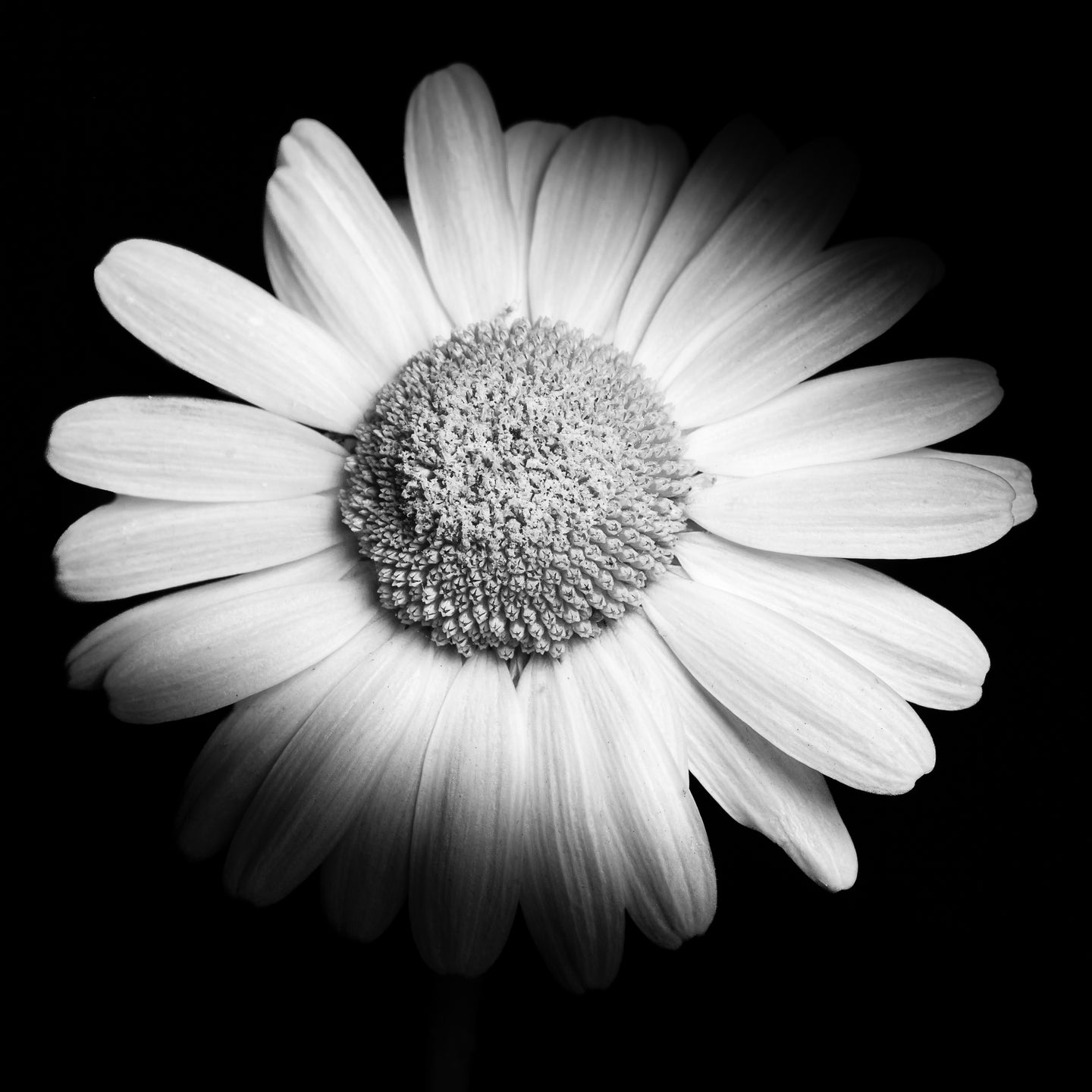 Oxeye Daisy - Study 2