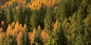 Autumn Foliage - Study 2