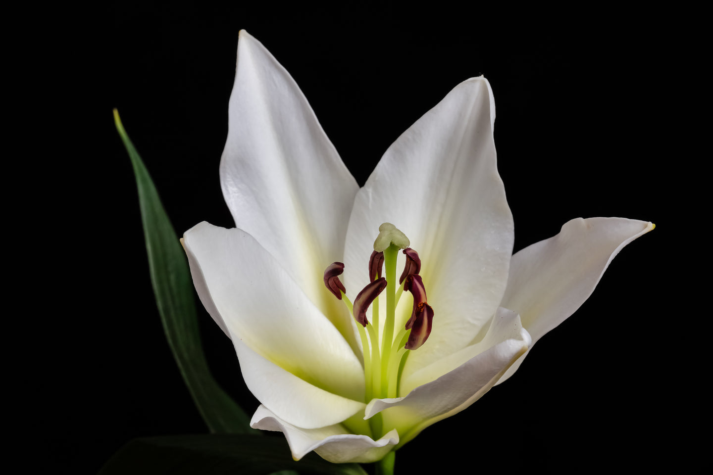 White Lily - Study 1